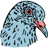 pigeonnot