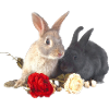 Ostern Häschen mit roses16