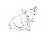 white piggy