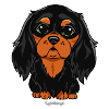 Cavalier King Charles Cutie 3