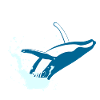 whale