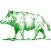 pig39