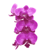 Orchid pink flowers