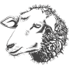 sheep110