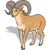 sheep162