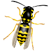 Wespe