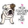 englische Bulldogge