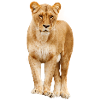 Löwin