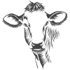 cow215