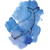 Couleur baleine