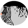 zebra