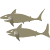 shark6