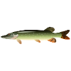 fish15