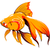 fish439