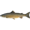 fish471