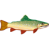 fish524