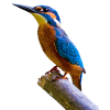 eisvogel