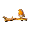 Robin