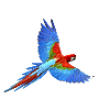 Parrot
