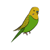 Perruche - perruche jaune vert