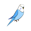perruche bleu