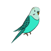Budgie turquoise