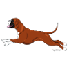 Boxerhund 3