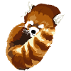 Sleeping Red Panda