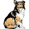 collie