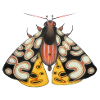 Moth noir et jaune