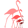 flamants roses