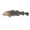 cod