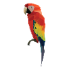 Perroquet