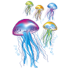 Jellyfish