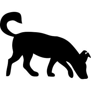 Hund schnüffelnd Mantrailing Spürhund