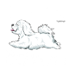 cotondediamonds2