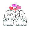 Coton De Tuléar Amour