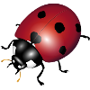 ladybugs