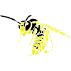 Wasp 2