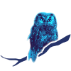owl owlet bird night