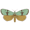 Butterfly 115