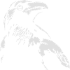 The Raven