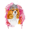 Cavalier KC Spaniel Bella