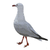 Australian Seagull