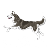 Husky Sibérien Diamants2