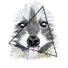raccoon