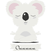 Koala meditiert