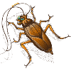 Sexy Cockroach