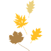 autumn leaves