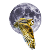 Eule und Mond